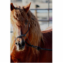 Equine Alliance Photo Sculpture photo sculptures