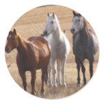 Equine Curiosity 3 Stickers