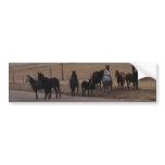 Equine Curiosity Herd Bumper Stickers