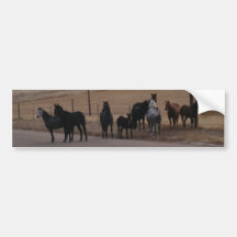Equine Curiosity Herd Bumper Stickers