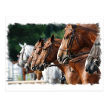 Equine Horse Show Postcard