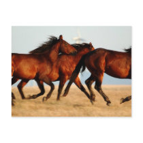 equinus - wild horses postcards by pageandturner equinus - wild horses postcards