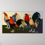 Equipo ideal del gallo poster
