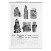 Equisetites spatulatus art postcard