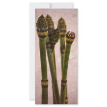 Equisetum rack cards by Piri70 Equisetum rack cards