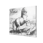 Equus Hispanus Stretched Canvas Prints