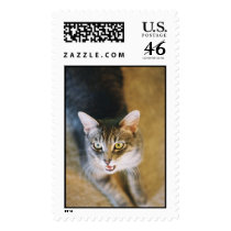 Eric the cat postage by jackywack Eric the cat postage