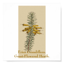 Erica Grandiflora. Great-Flowered Heath. posters