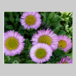 Erigeron Flowers postcards