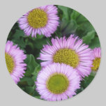 Erigeron Flowers stickers