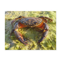 Eriphia verrucosa postcards