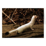 Ermine cards