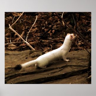 Ermine print
