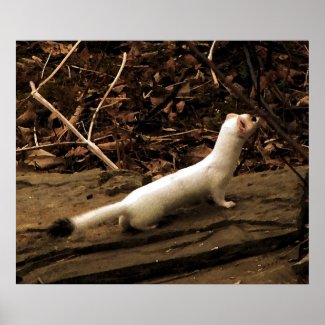 Ermine