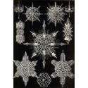 Ernst Haeckel - Acanthophracta t-shirts