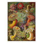 Ernst Haeckel - Actiniae Anemones Card