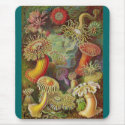 Ernst Haeckel - Actiniae Anemones mauspads by LisasLair Ernst Haeckel - Actiniae Anemones mauspads