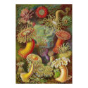Ernst Haeckel - Actiniae Anemones posters by LisasLair Ernst Haeckel - Actiniae Anemones posters