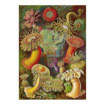 Ernst Haeckel - Actiniae Anemones posters