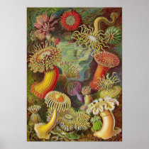 Ernst Haeckel - Actiniae Anemones Posters