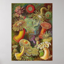 Ernst Haeckel - Actiniae Anemones Posters