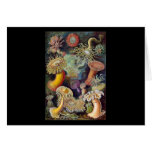 Ernst Haeckel Actiniae Greeting Cards