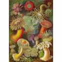 Ernst Haeckel - Actiniae t-shirts by LisasLair Ernst Haeckel - Actiniae t-shirts