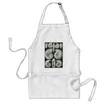Ernst Haeckel - Ammonitida Aprons