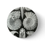 Ernst Haeckel - Ammonitida Button