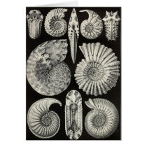 Ernst Haeckel - Ammonitida Card