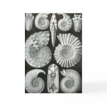 Ernst Haeckel - Ammonitida Greeting Card