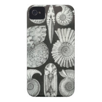 Ernst Haeckel - Ammonitida Iphone 4 Covers