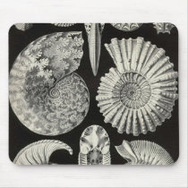 Ernst Haeckel - Ammonitida Detail Mouse Pads