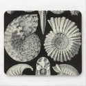 Ernst Haeckel - Ammonitida Detail mousepads