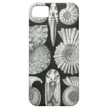 Ernst Haeckel - Ammonitida iPhone 5 Covers