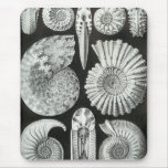 Ernst Haeckel - Ammonitida Mousepad