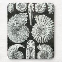 Ernst Haeckel - Ammonitida Mousepad