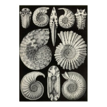 Ernst Haeckel - Ammonitida posters