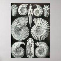Ernst Haeckel - Ammonitida Posters