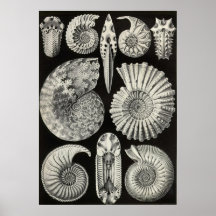 Ernst Haeckel - Ammonitida Posters