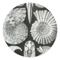Ernst Haeckel - Ammonitida Sticker