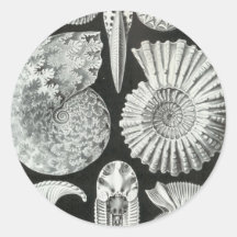 Ernst Haeckel - Ammonitida Sticker