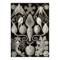 Ernst Haeckel - Amphoridea poster by LisasLair Ernst Haeckel - Amphoridea poster