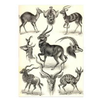 Ernst Haeckel - Antilopina poster by LisasLair Ernst Haeckel - Antilopina poster