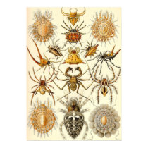 Ernst Haeckel - Arachnida posters