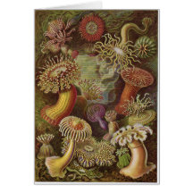 Ernst Haeckel Art Card: Actiniae