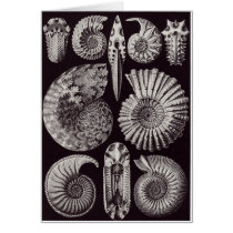 Ernst Haeckel Art Card: Ammonitida