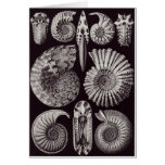 Ernst Haeckel Art Card: Ammonitida