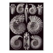 Ernst Haeckel Art Card: Ammonitida
