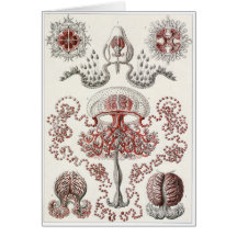 Ernst Haeckel Art Card: Anthomedusae